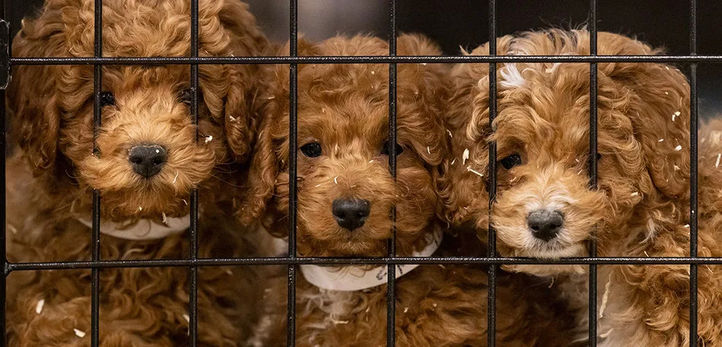 Puppy Mills