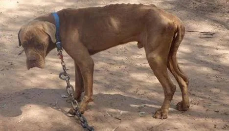 Puppy farmers need longer jail sentences