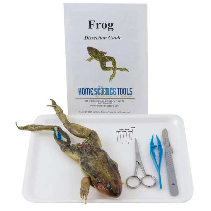 Stop the Dissections of Animals in High School