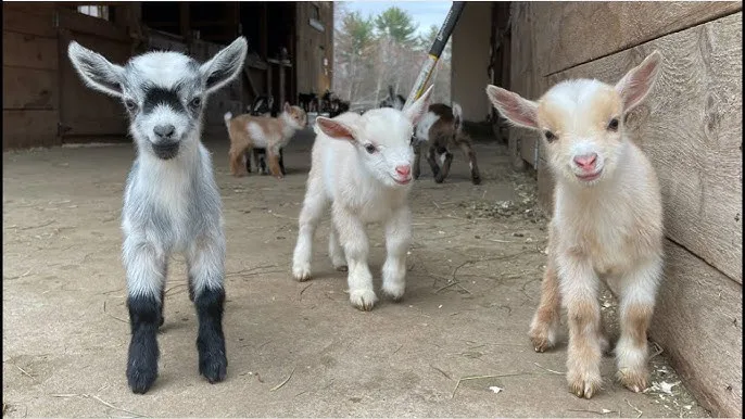 What do we want? A PET GOAT!! When do we want it? NOW!!!