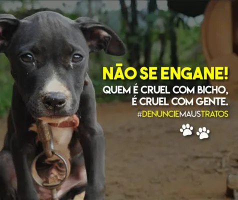 Rede de Proteção Animal: Educação, Castração e Leis Mais Rígidas.