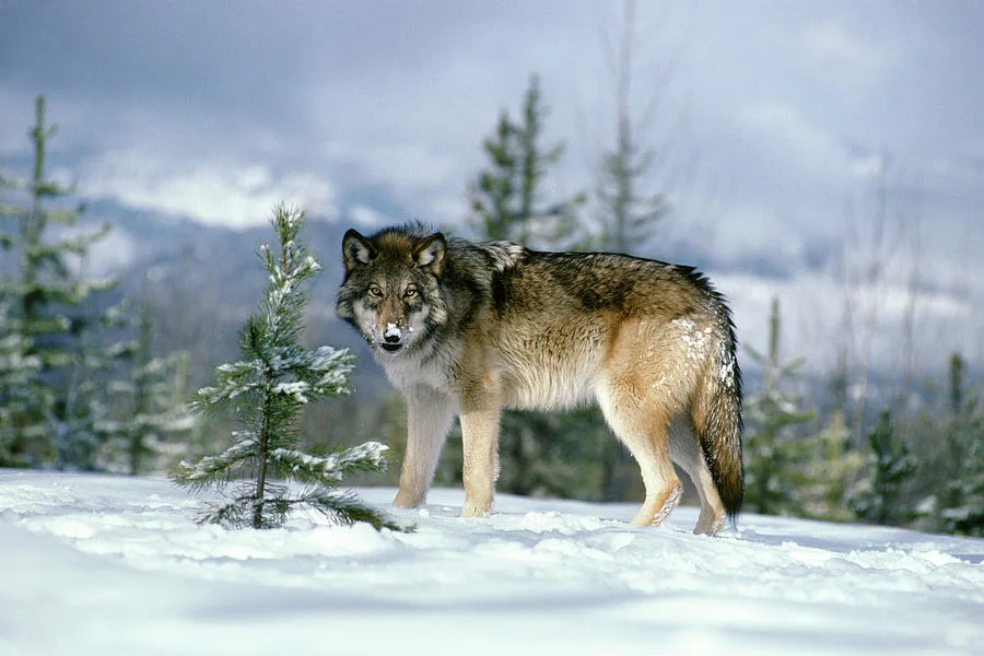 1,000 Against the Killing of the Grey Wolf