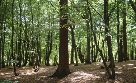 Stop Go Ape @ Trent Park
