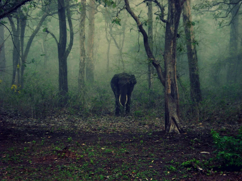 Elephant died