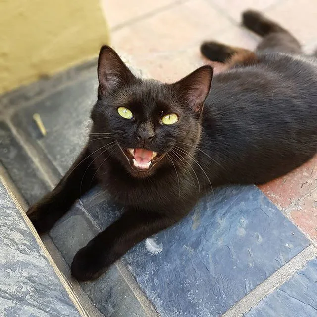 Make Blackie happy