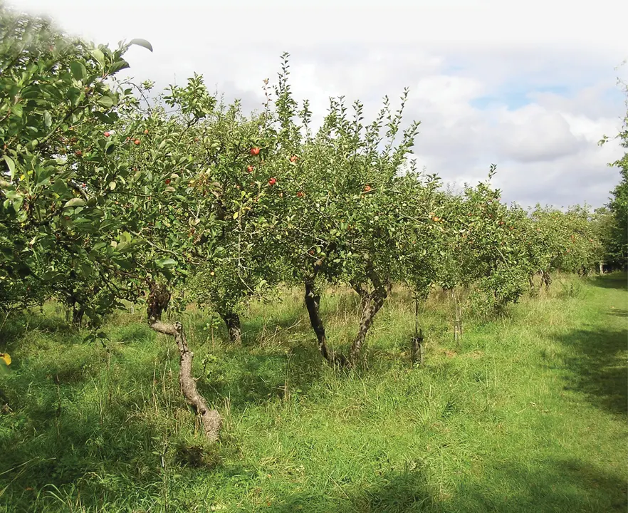 Petition against the development of land at Maybush Orchard, Cot Lane, Chidham 