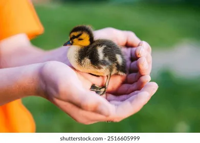 Save all animals