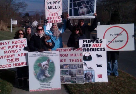 No Puppies From Pet Stores