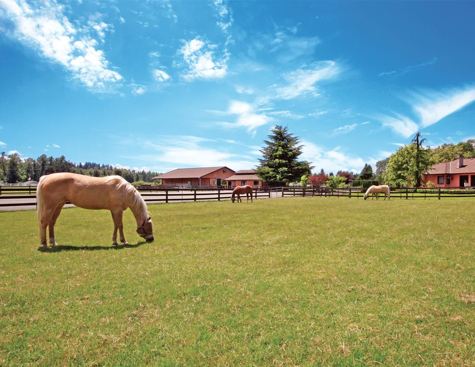 Complete Equestrian