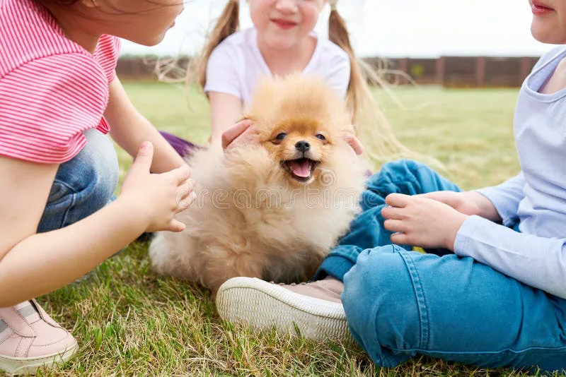 We Need a New Family Dog
