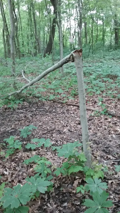 Dark Hollow Woods Environmental Support
