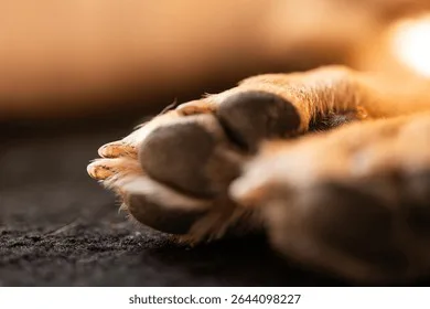 Stop Yulin dog eating festival
