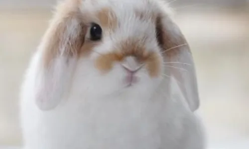 BUNNY PROTECTORS!