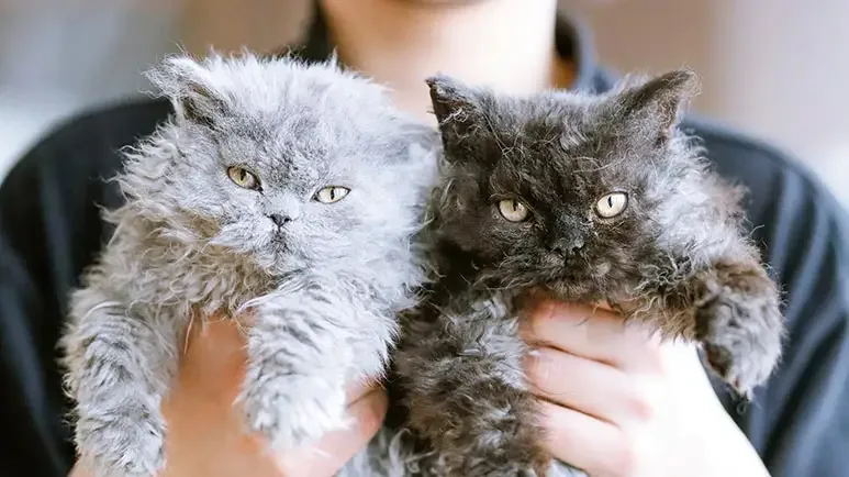 Selkirk rex out of the British Section