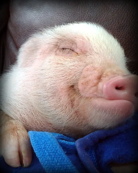 Please don't let me have to give up my precious Noopy the pot bellied pig