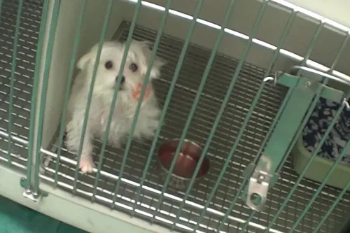 BAN THE SALE OF PUPPIES/KITTENS IN PET STORES CANADA-WIDE