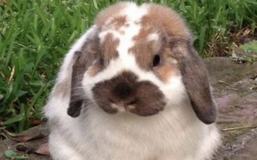 I need a bunny