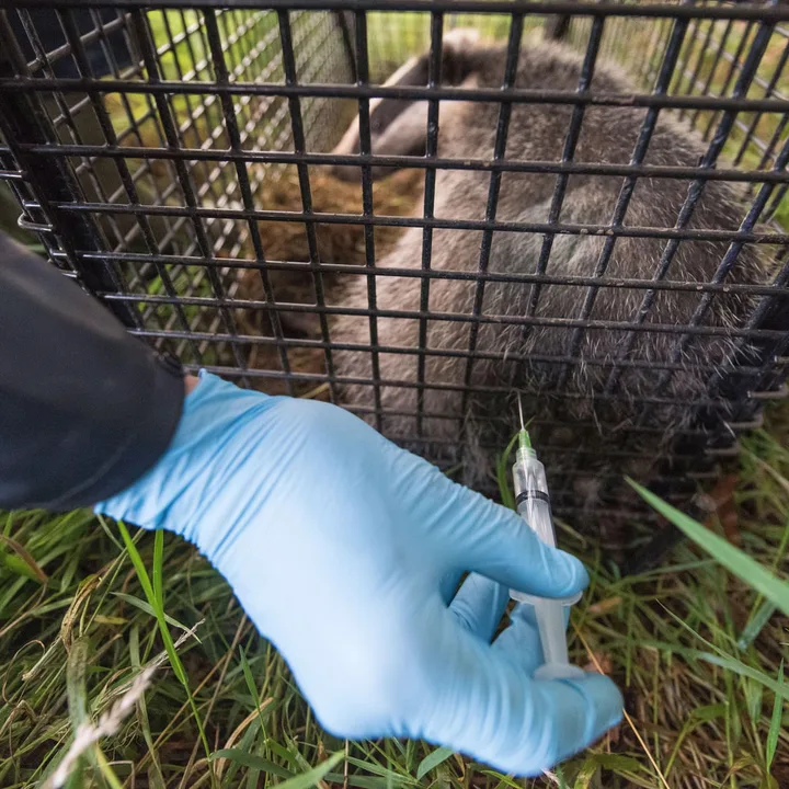 Save Elmbridge Borough Council's Badgers from Culling