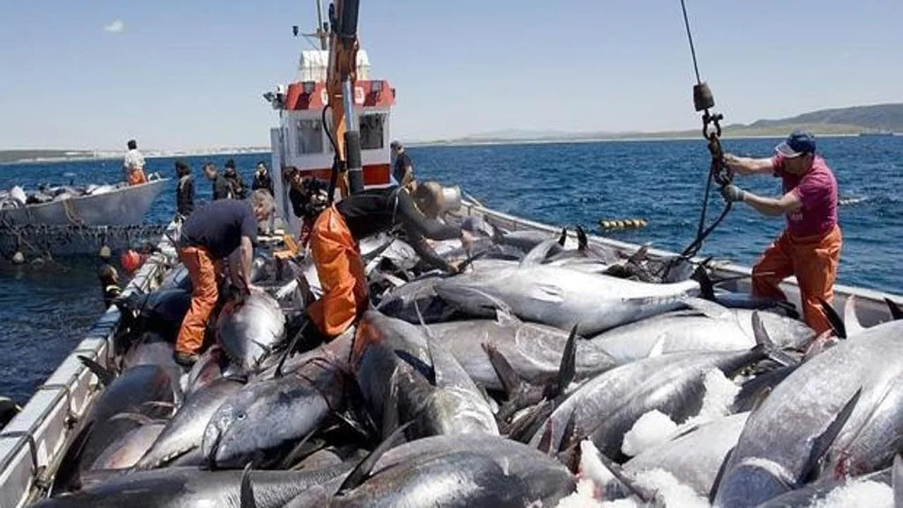 Don't allow commercial Tuna fishing in the Bahamas