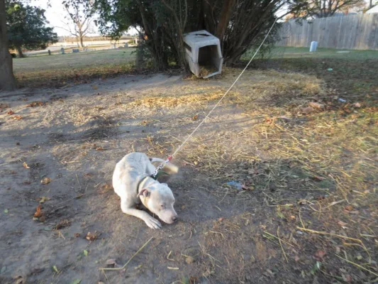 Saving Animals Across America