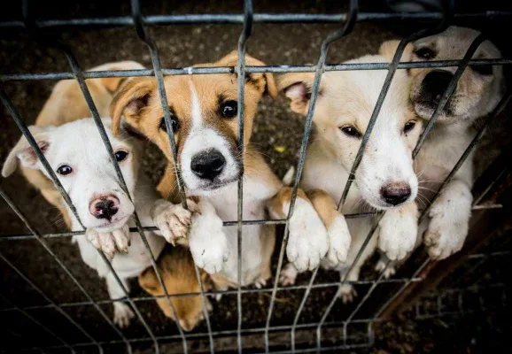 shelter euthanization needs to stop