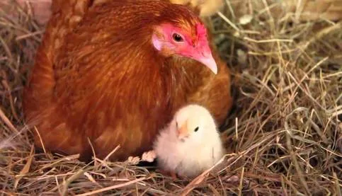 Petition to Allow Backyard Chickens in Plum, PA