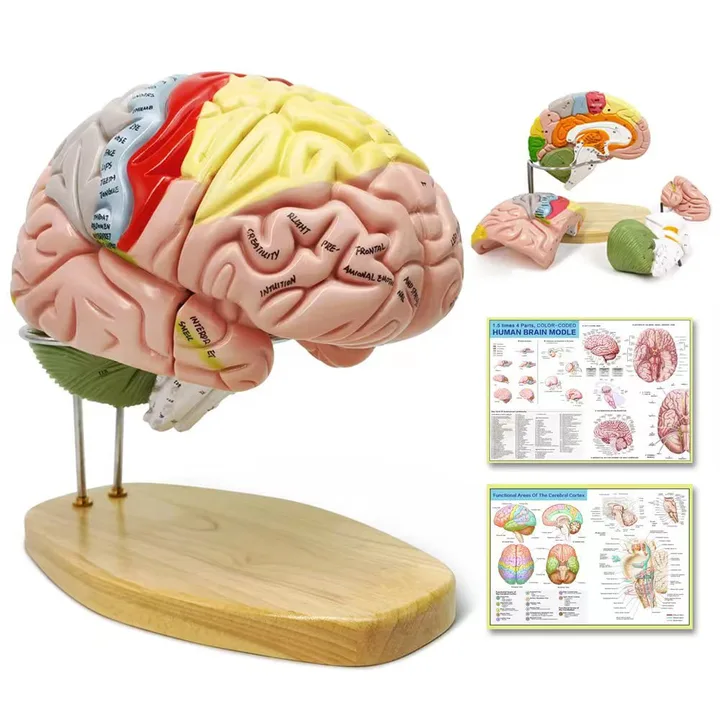 Neurology in the Application Phase