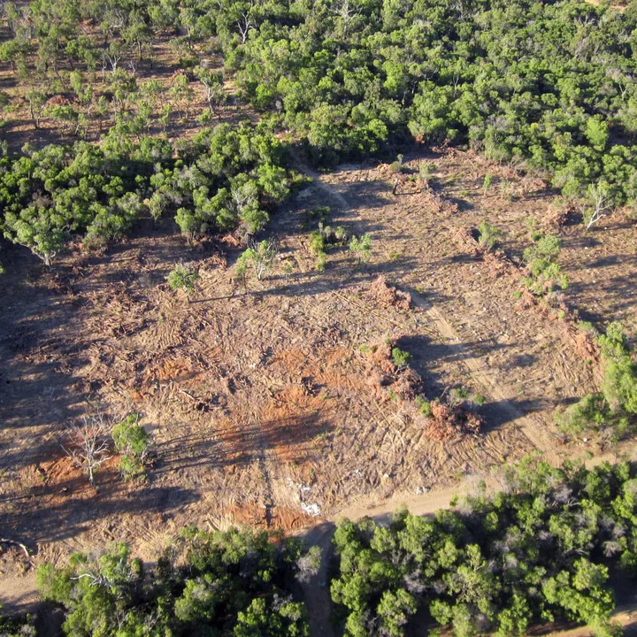 Stop Deforestation! Save Animals!