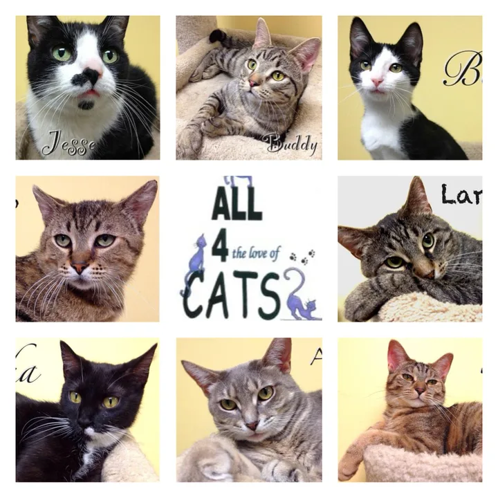 Help "All 4 the Love of Cats" Resist the Limitation of Cats Rescued and Displayed at Petsmart