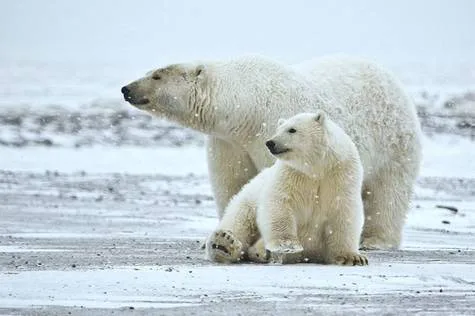 Save The 280+ Animal Species In ANWR!