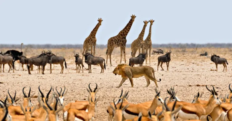 Save our wildlife!