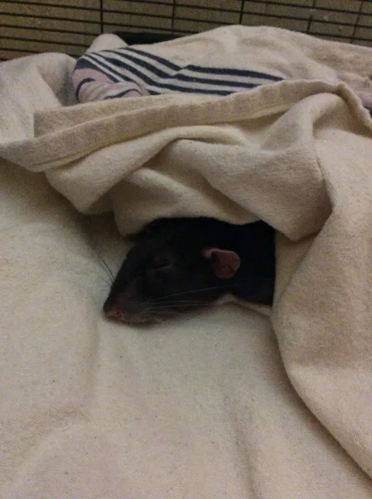 End Mycoplasma for pet rats