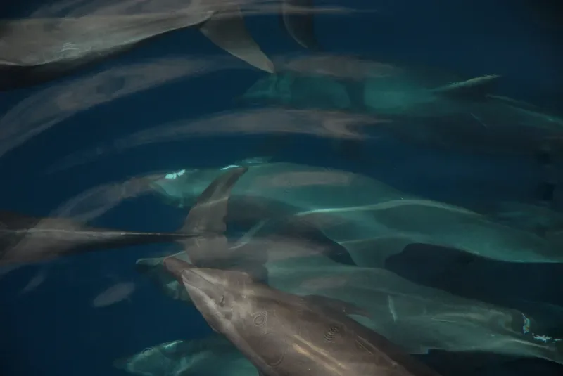 Killing of Calderon Dolphins in Denmark.