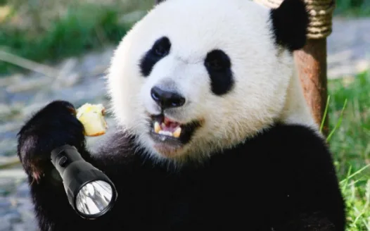 Bear and Flashlight Equality