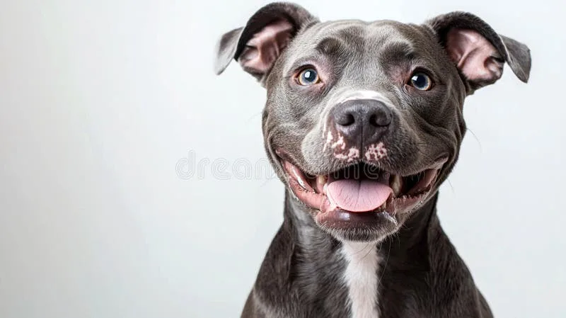 please end bsl law  its not the dogs fault