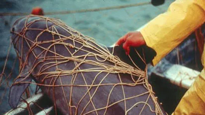 Stop Gillnetting and Save the Vaquita!