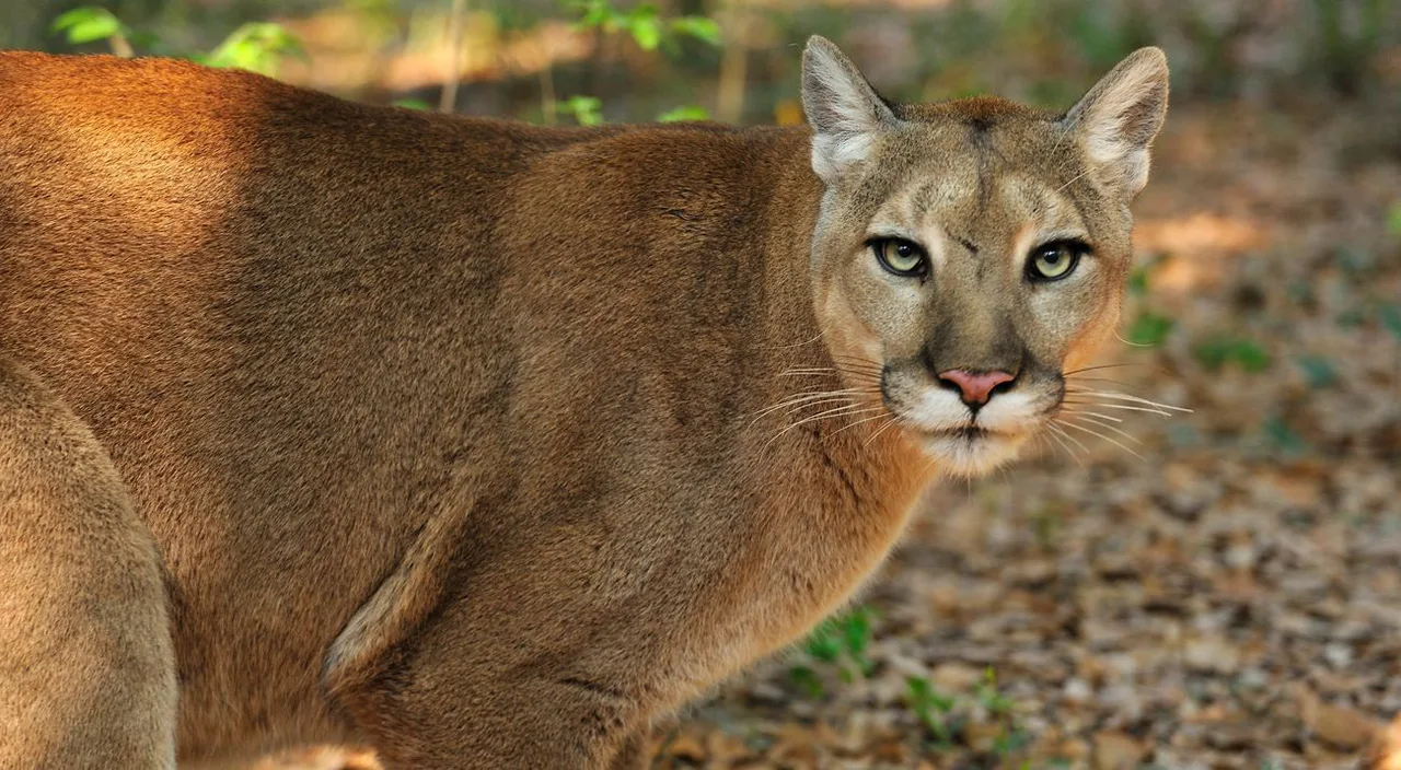 Scientists: Support Scientific Integrity in Panther Policy
