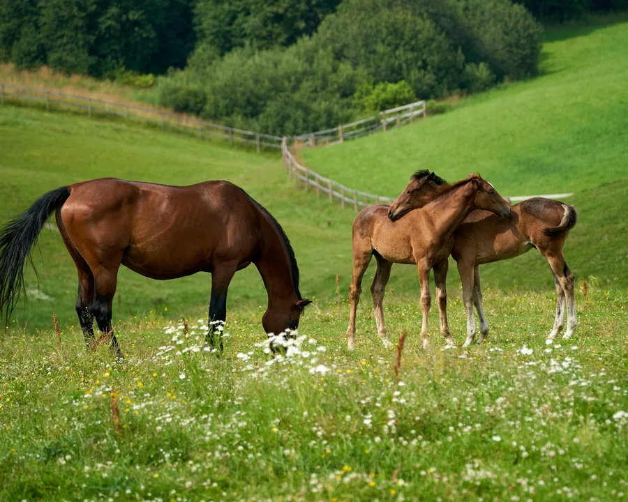 why did you Michael Greenfield of Walsall borough council give the order to shoot two horses
