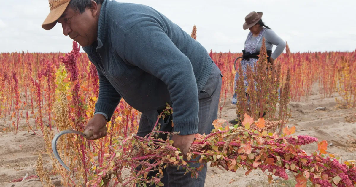 Support the Lives of Quinoa Farmers