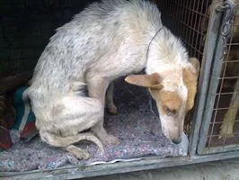 Still no justice for Warrior dog buried alive by school principal