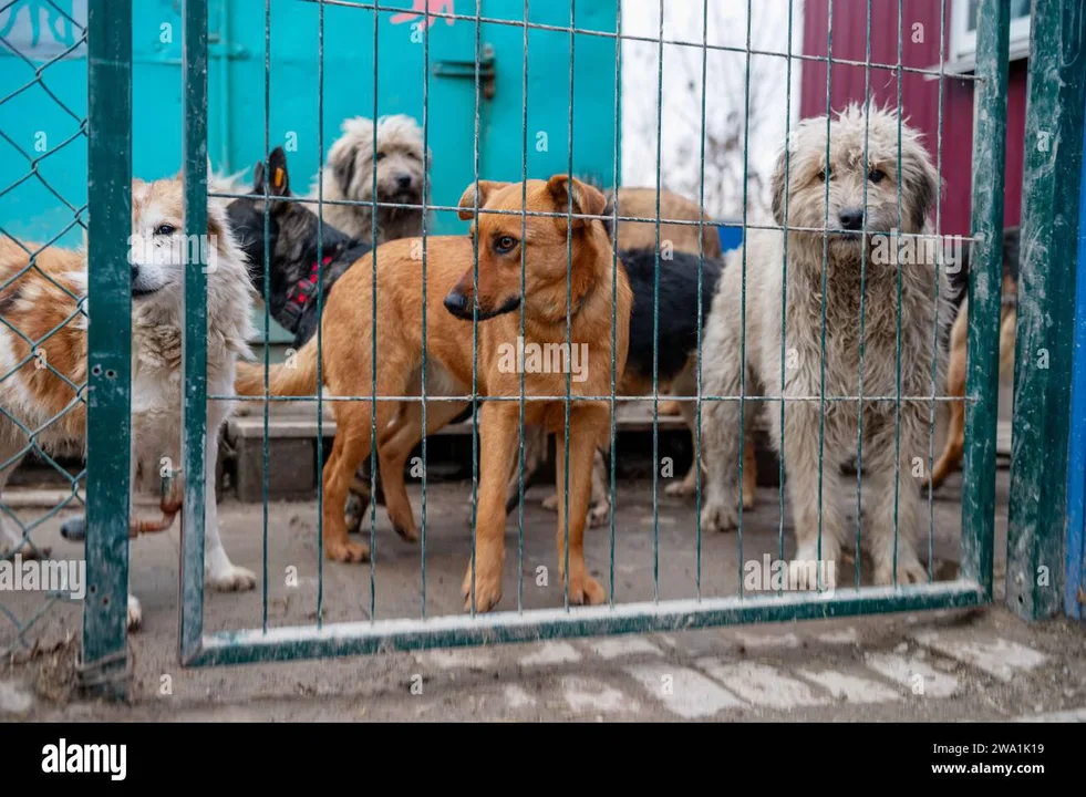 Dog Adoptions @Elyse's house please sign petition