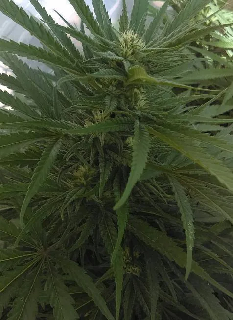 Allow Recreational Marijuana Sales in Klamath County