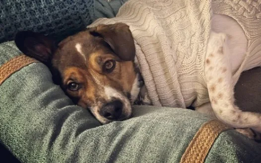 KEEP PETS AND CHILDREN OF SOUTHCREEK SAFE