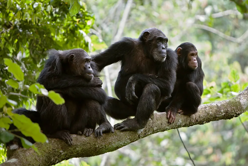 Save the Chimps