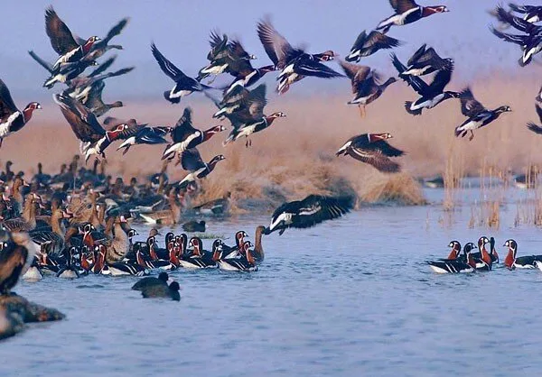 Stop hunting of birds and wild animals of Mazandaran Province