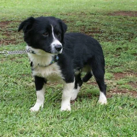 Please Brett Cuthill, adopt the Border Collie in Centurion?