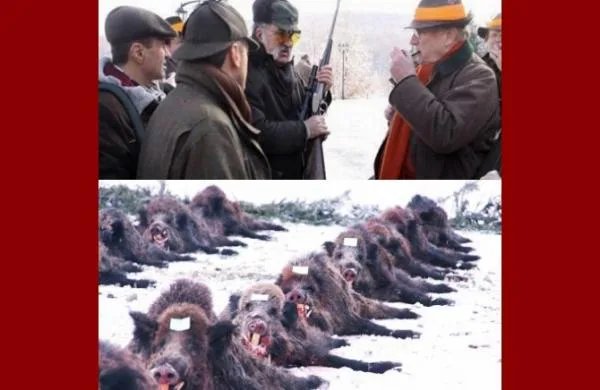 STOP THE MASSACRE OF WILD ANIMALS disguised as entertainment for VIPs!