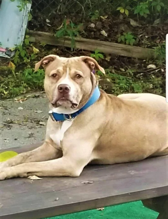 Help Free Jack  - A Pitbull Goose Creek Wants to Kill
