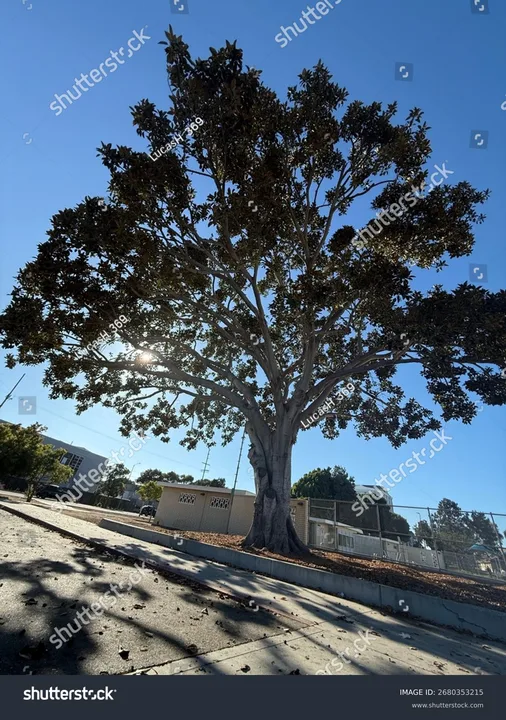 Save the Trees in Downtown Santa Monica!