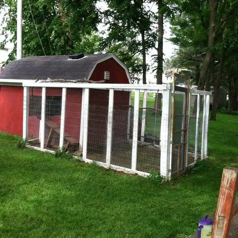Allow backyard chickens